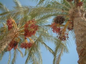 lunapic-date-palm lunapic-date-palm