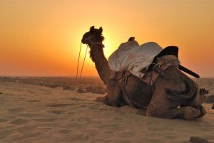 Camel Sitting