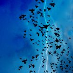 Lightning_Birds_by_Zimarooski