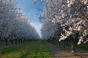 Almond orchard