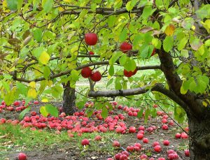 Apples on the tree