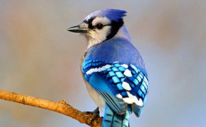 Blue jay on a branch