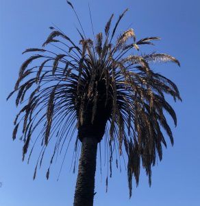Burnt palm tree