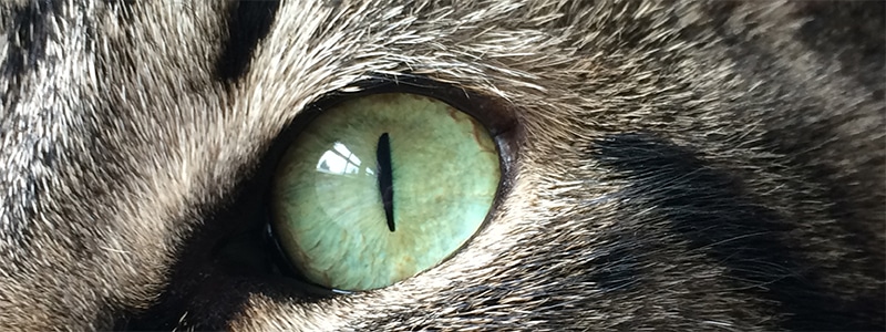 Cat's eye