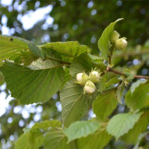 Hazelnut bush