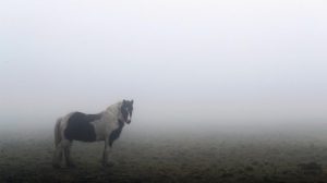 Horse in the fog