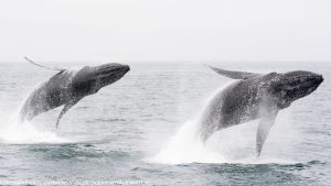 Humpback whales breaching