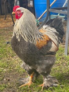 Large rooster