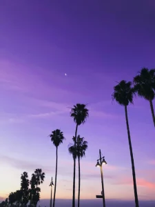 Los Angels palm trees at sunset