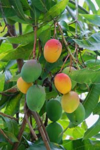 Mango tree