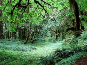 Olympic rainforest clearing