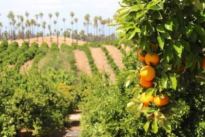 California orange groves