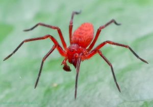 Red boxing spider