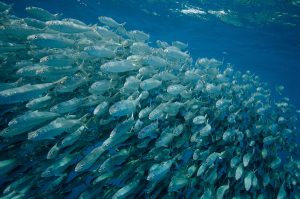 School of sardines