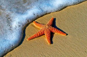 Starfish on the beach