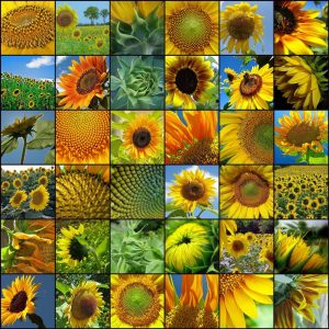 sunflower-mosaic