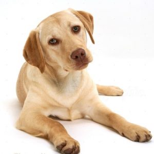 Labrador retriever